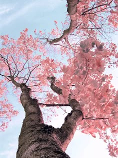 blake pinyan add ms cherry blossoms photo