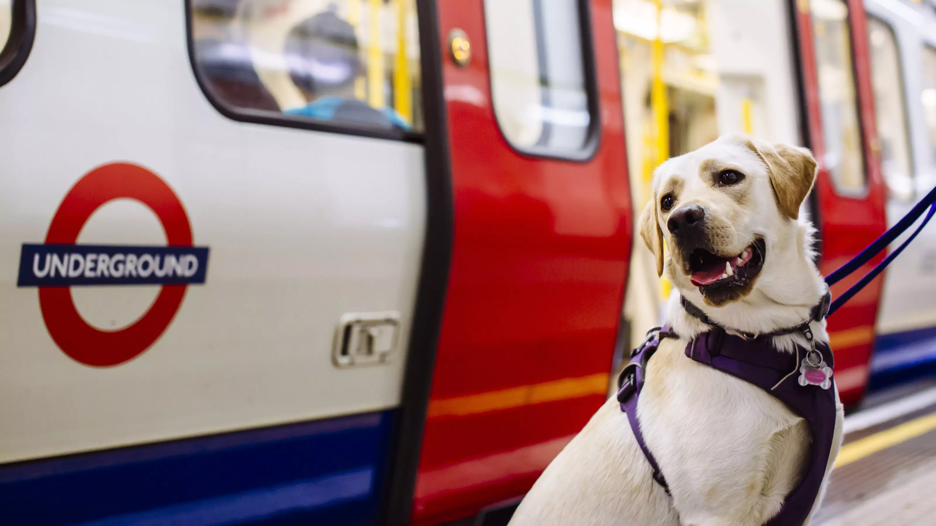 christie allred recommends doggy tube pic