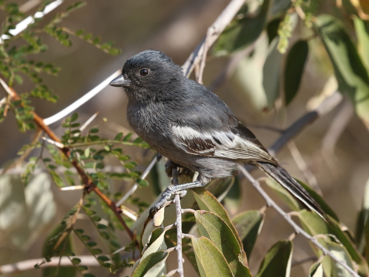 massive black tit pics