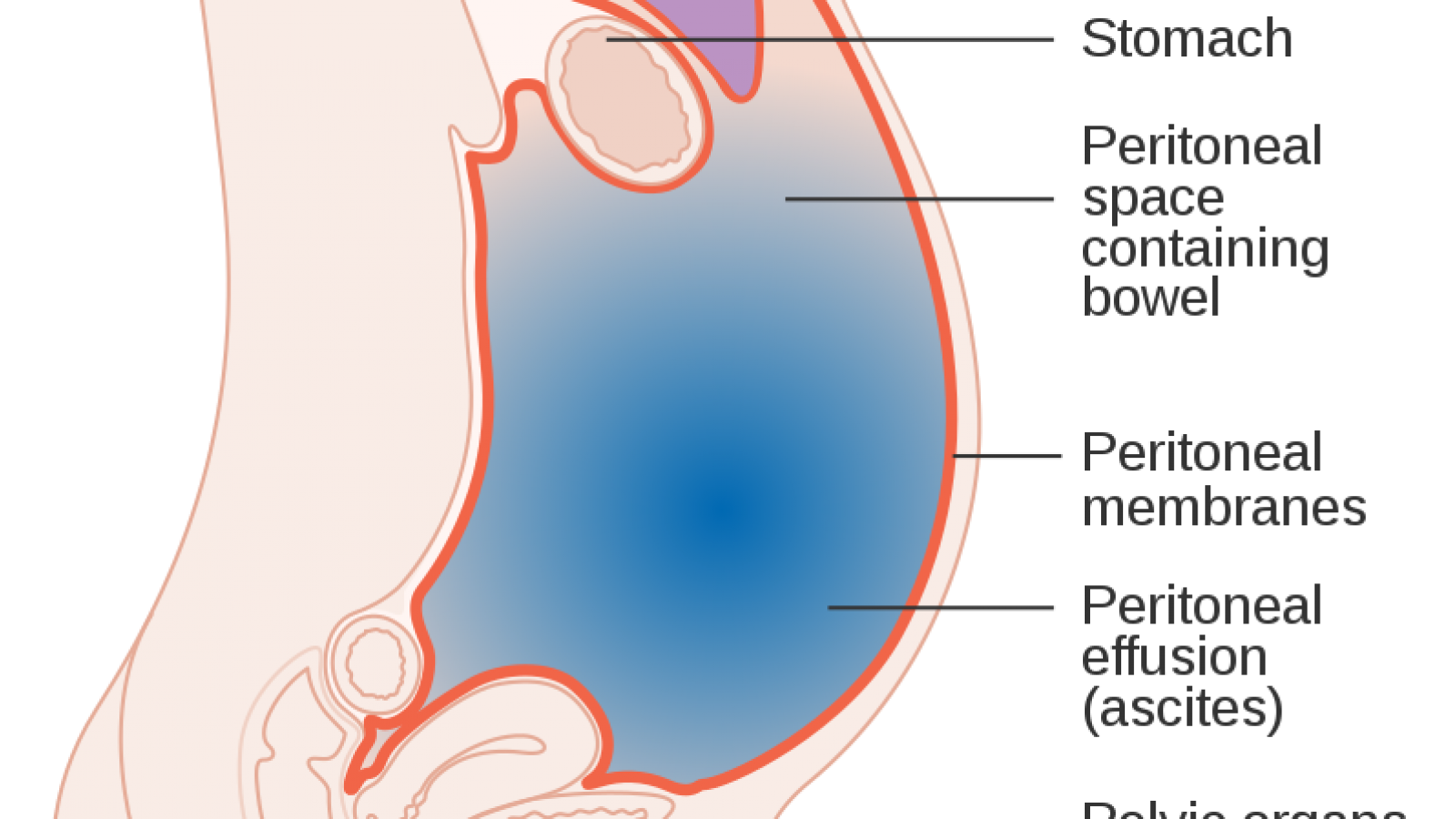 budak nakal recommends Anal Tummy Bulge