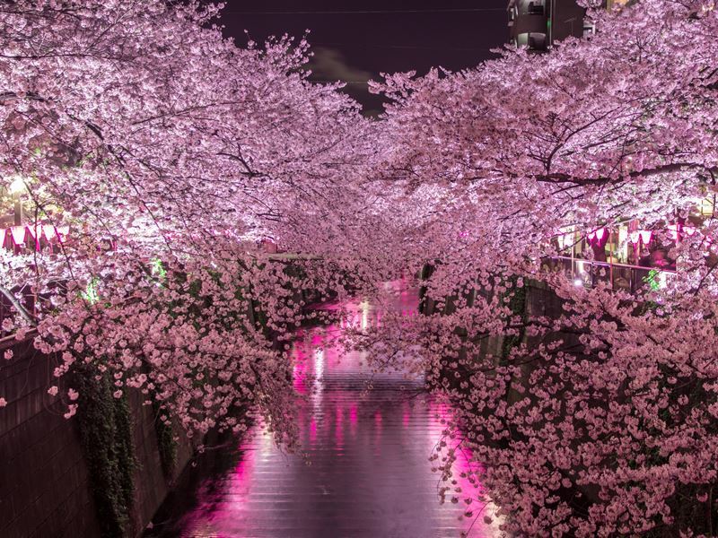 deanna crow recommends ms cherry blossoms pic