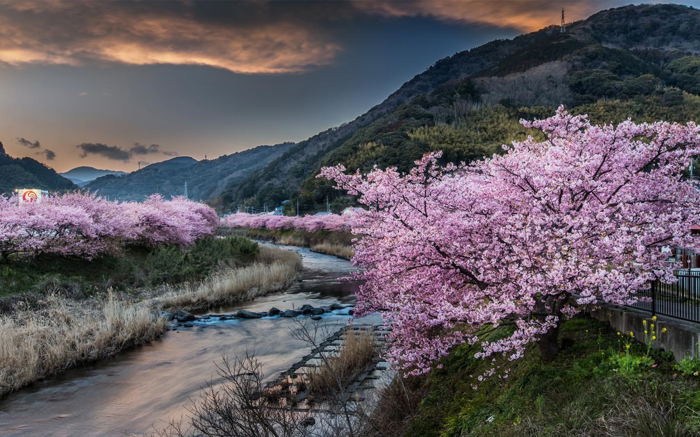 Best of Ms cherry blossoms