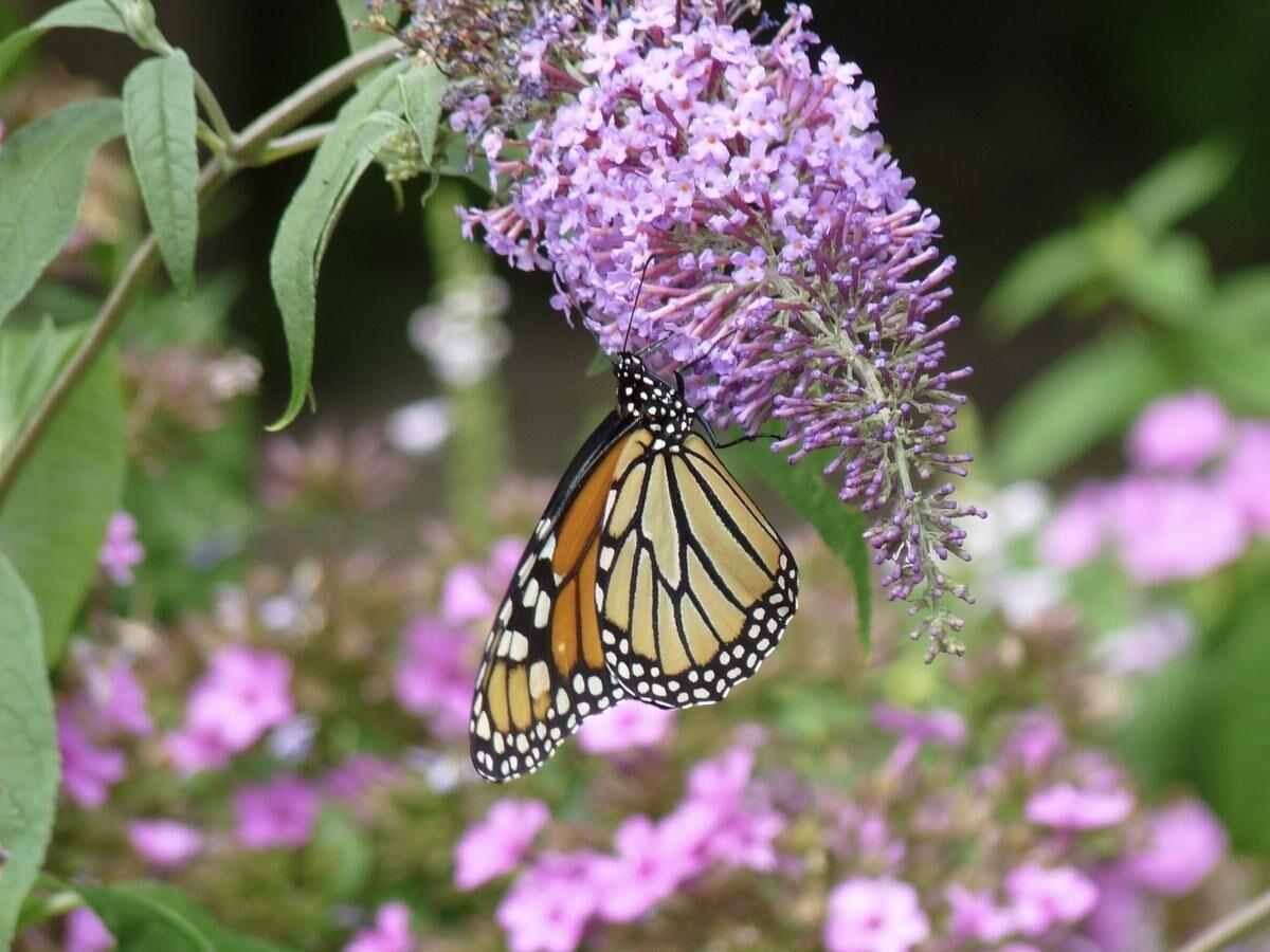 carolyn feldkamp recommends drew butterfly pic