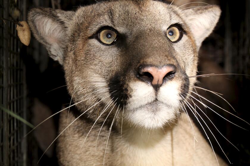 akpabio aniekan recommends Cougars With Tan Lines