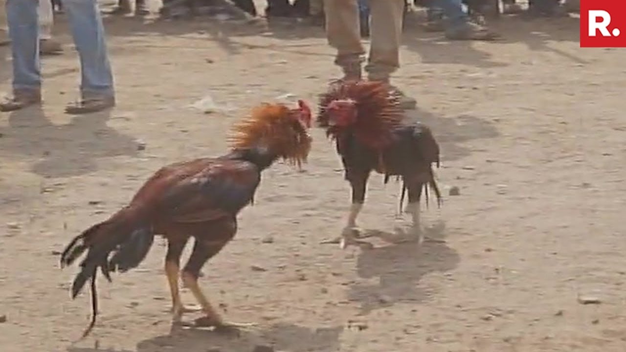 Videos Of Cock Fights zu blasen