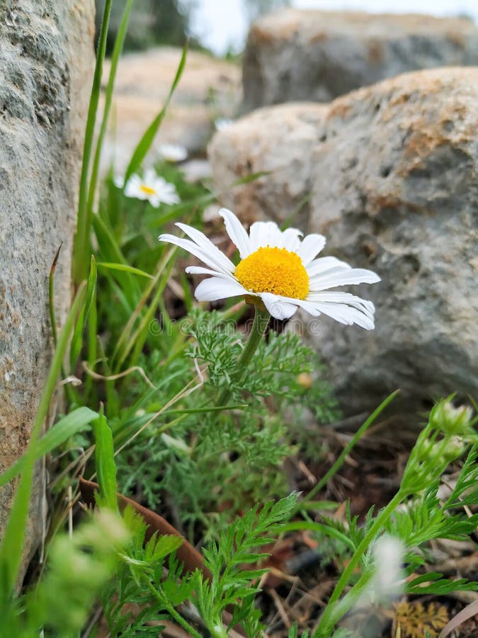 betty friedrichsen add photo daisy stones