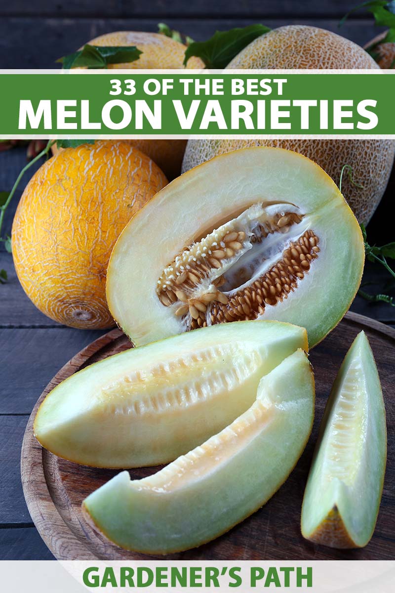 avri keren recommends mellons marie pic