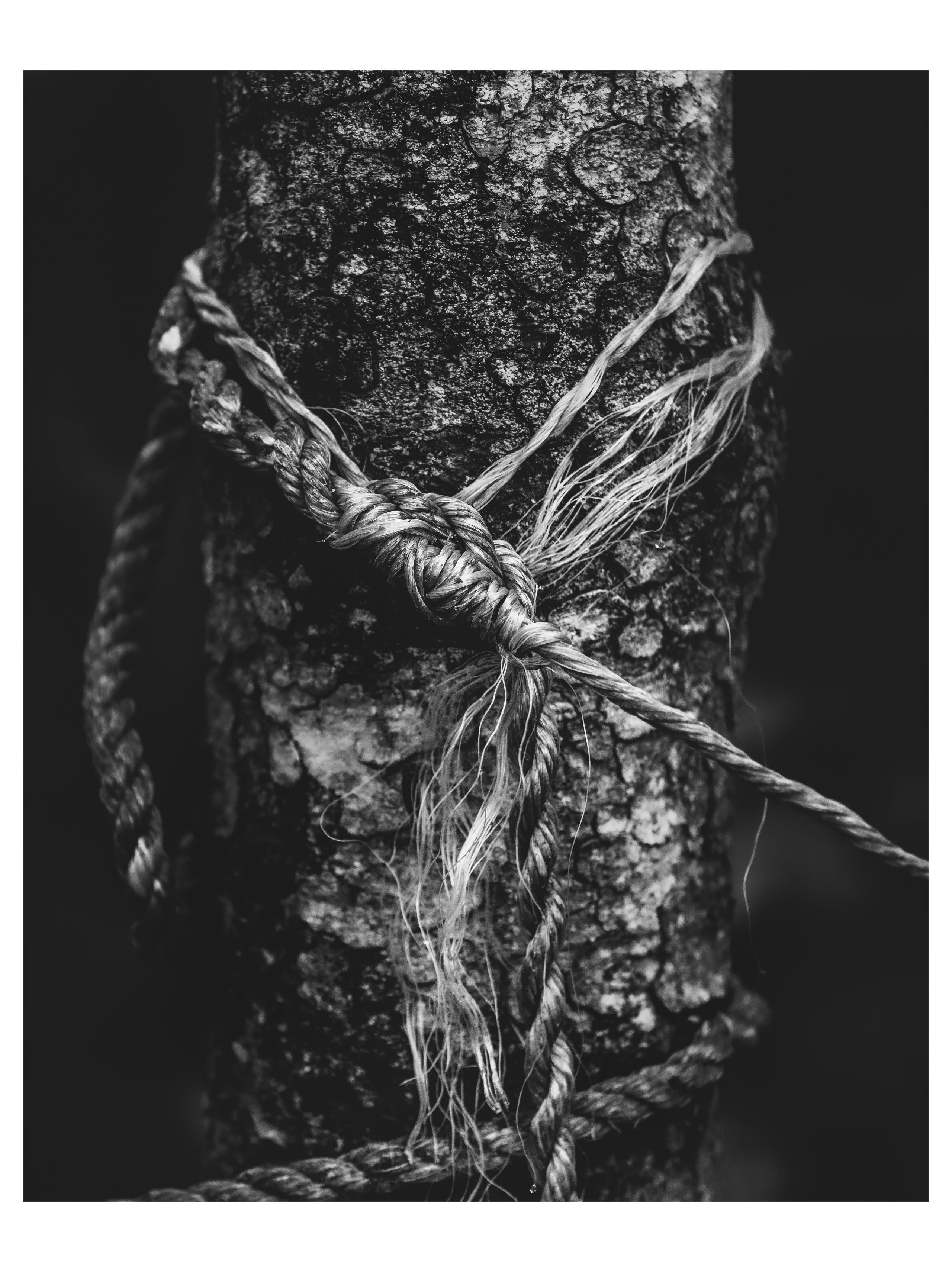 cathy howell morris recommends tree bondage pic