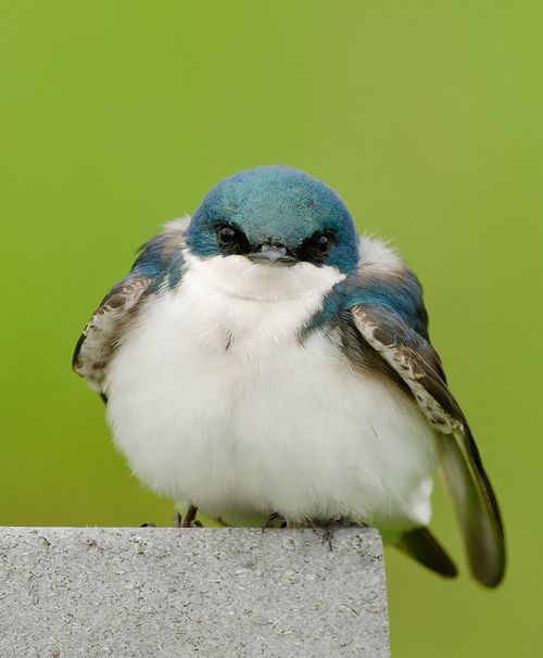 chubby swallow