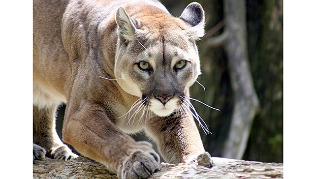 deshawn cook recommends cougars with tan lines pic