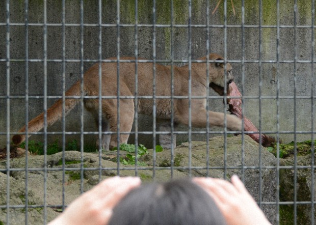 Best of Japan cougar