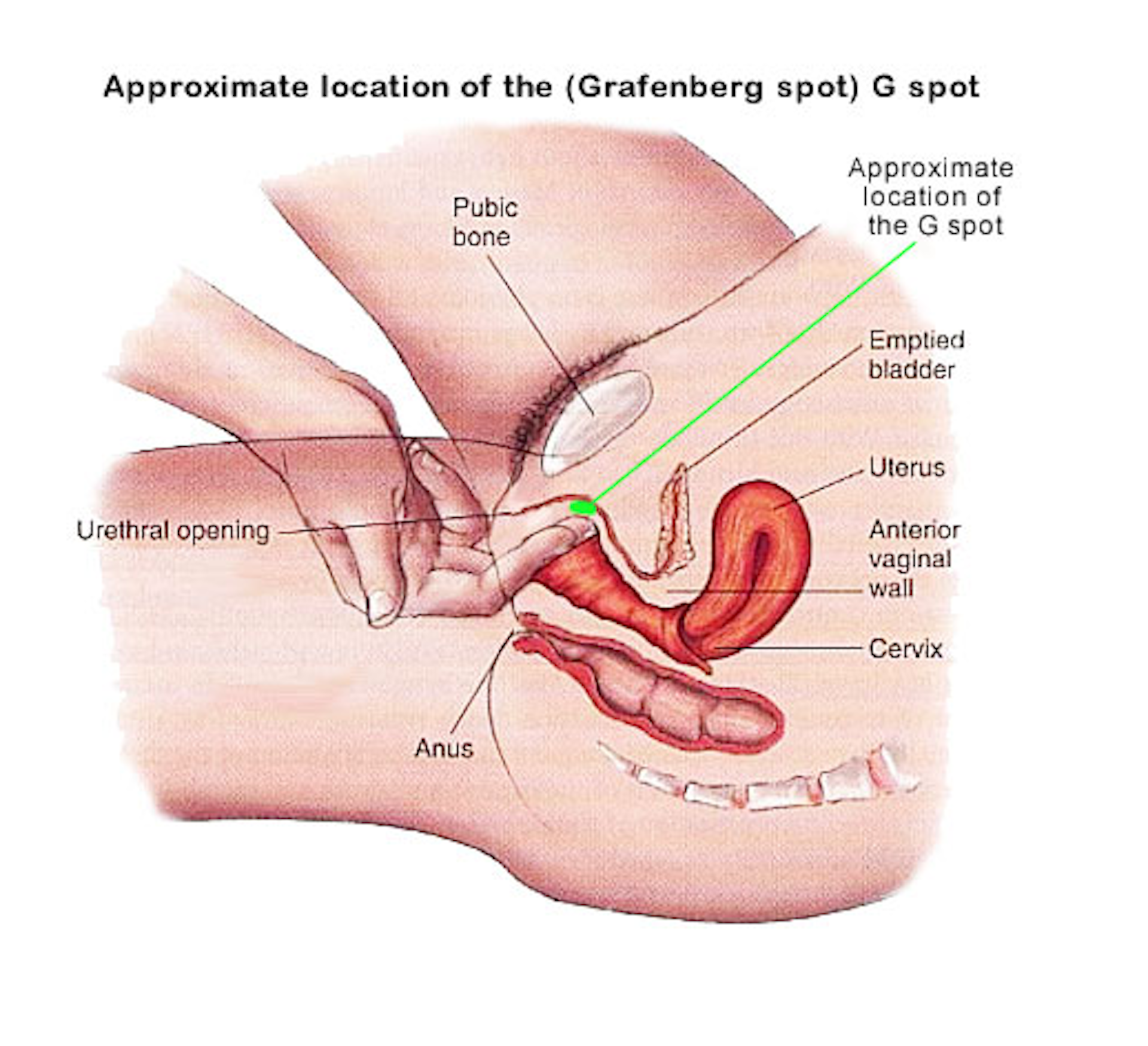 adam geiman add photo sex tube spot