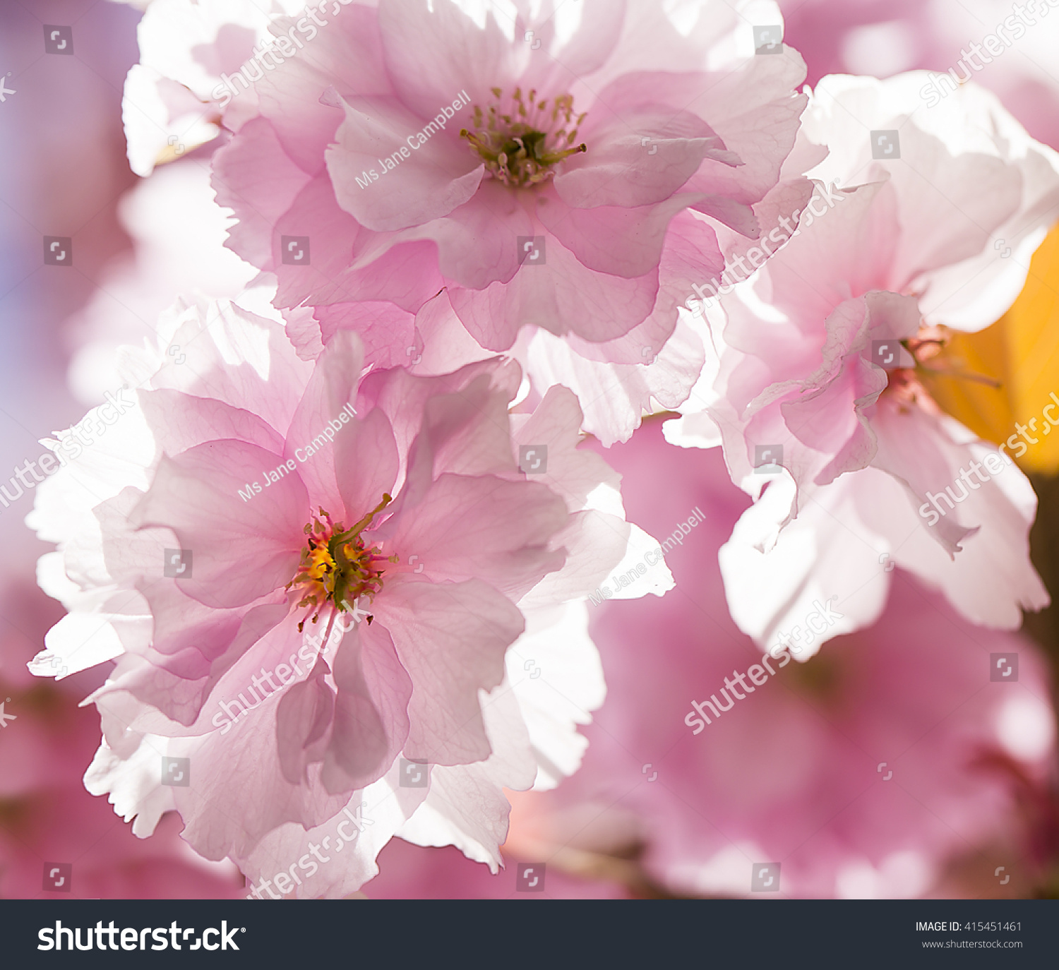 albert jeffries recommends ms cherry blossoms pic