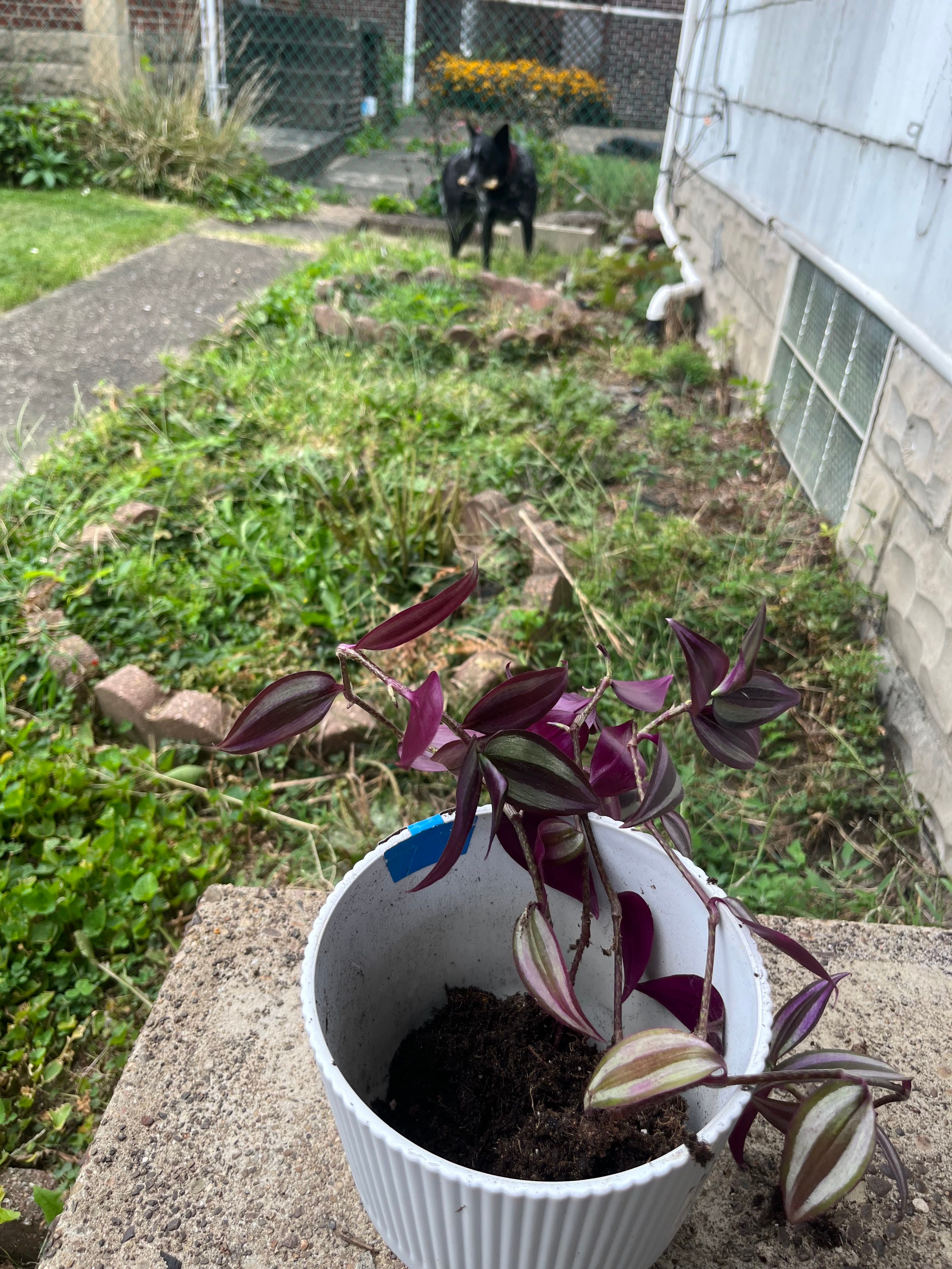 aleksandra alempijevic recommends plants vs cunts pic