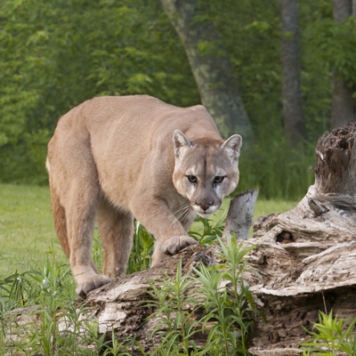 cougars with tan lines