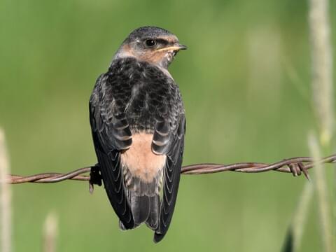 road head swallow