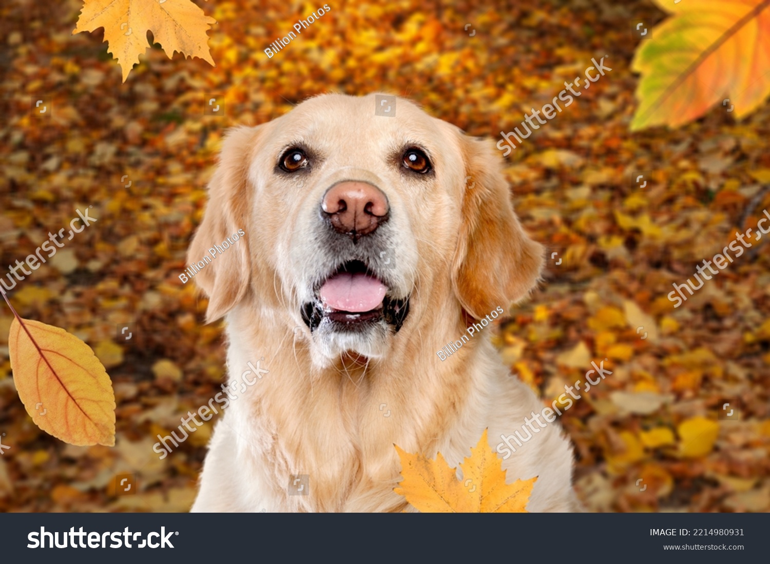 Best of Autumn falls tongue