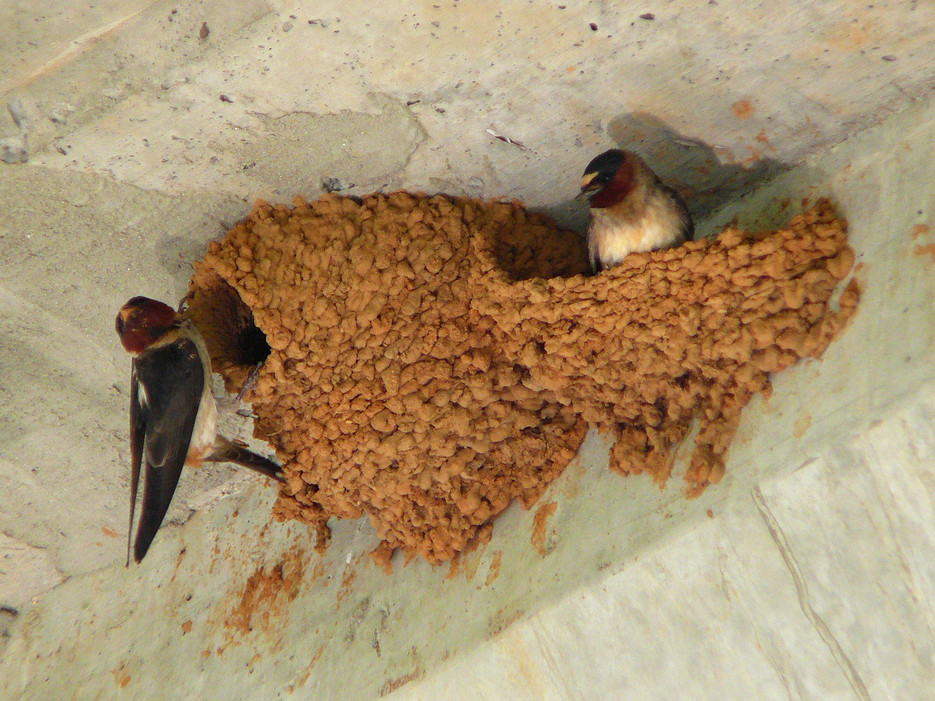 andrew concepcion share homemade swallow photos