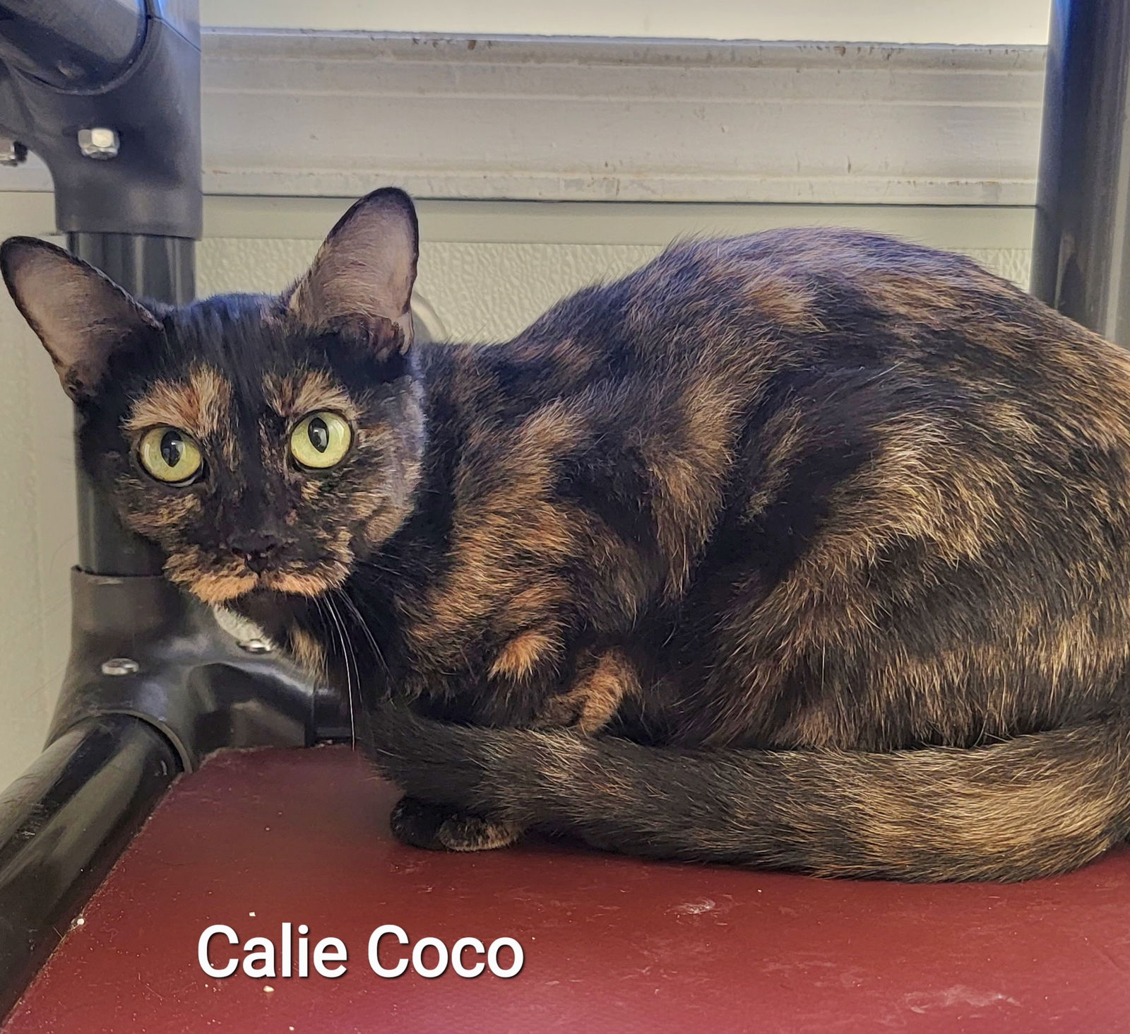 Best of Callie coco