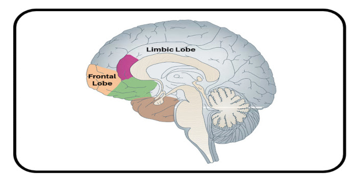 Anatomy Of Porn reflexology annapolis