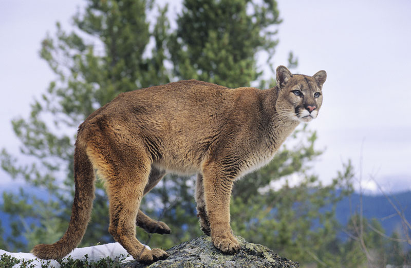 cougar hd