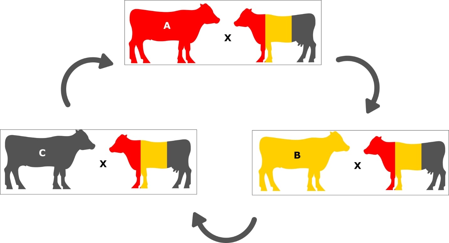 Best of Crossbreeding assistance