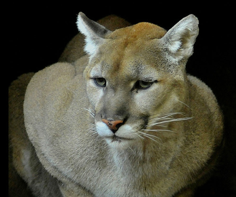 alastair crow recommends cougars with tan lines pic