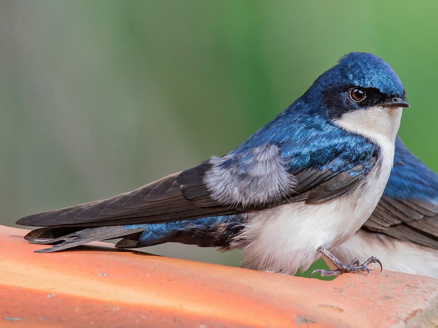 alana mays recommends road head swallow pic