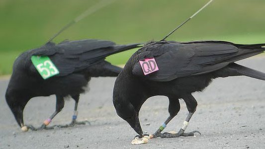 kevin crows