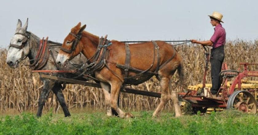 austin montoya add photo amish men shirtless