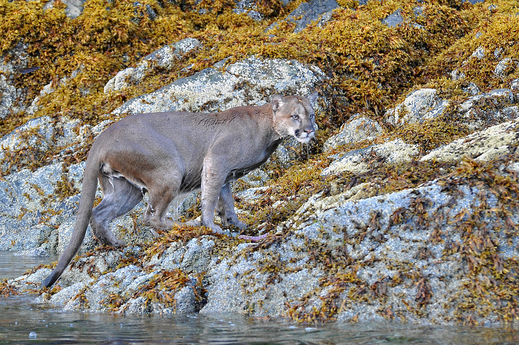 deborah gilmour recommends Wet Cougars