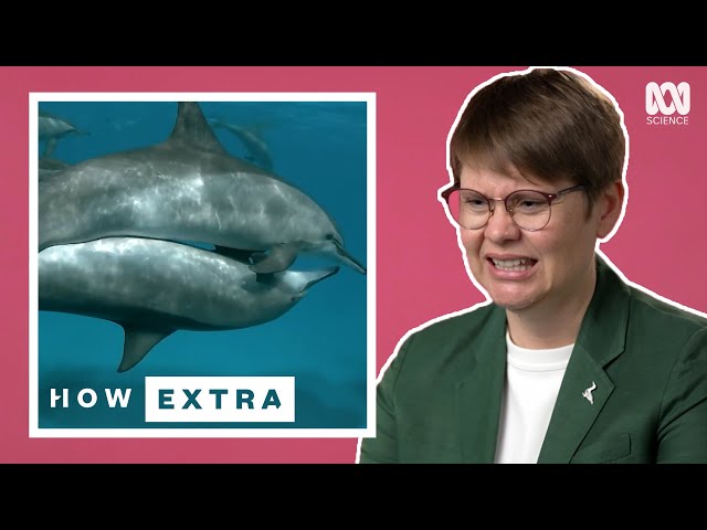 bryan resch recommends dolphin porn pic