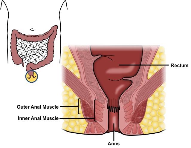 ankit agrawalla recommends first anal hurts pic