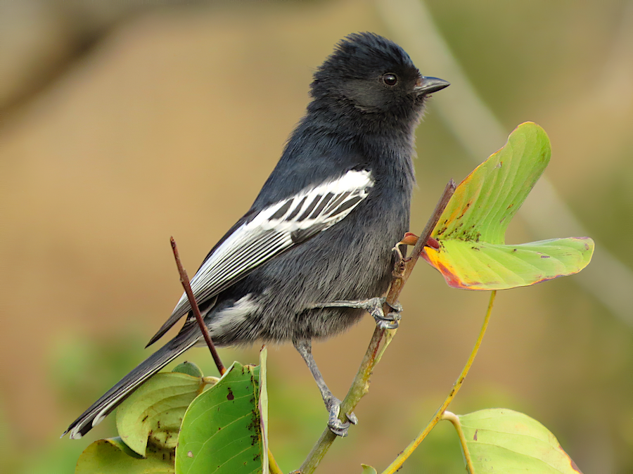 Massive Black Tit Pics chick anal