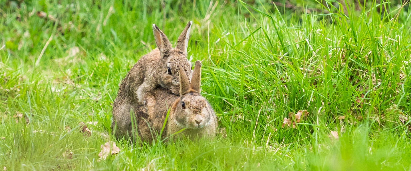 deniz yavas share fucking like rabbits photos