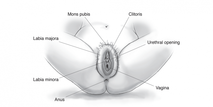 large asian labia