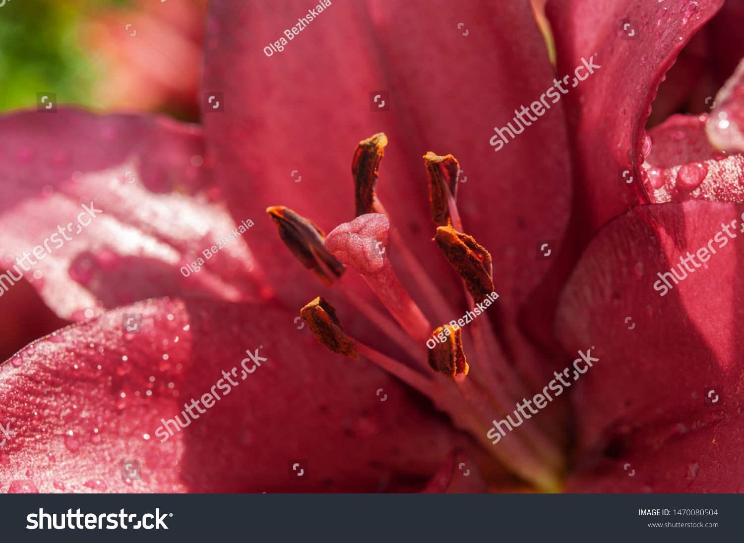 chris varey share lily lit photos