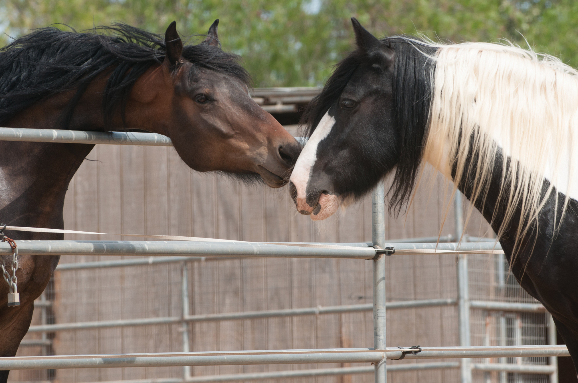 caroline imbert recommends masturbating stallion pic