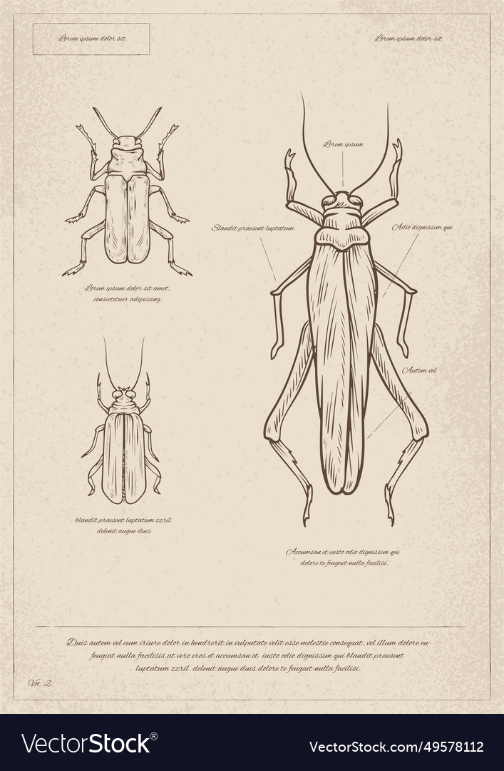 aaron heims recommends O Dio Insect