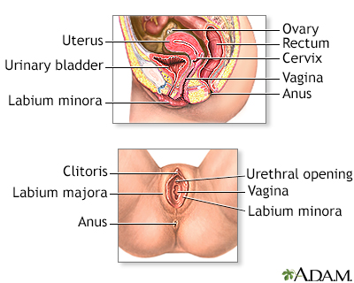 anthony sharp recommends pound her cervix pic