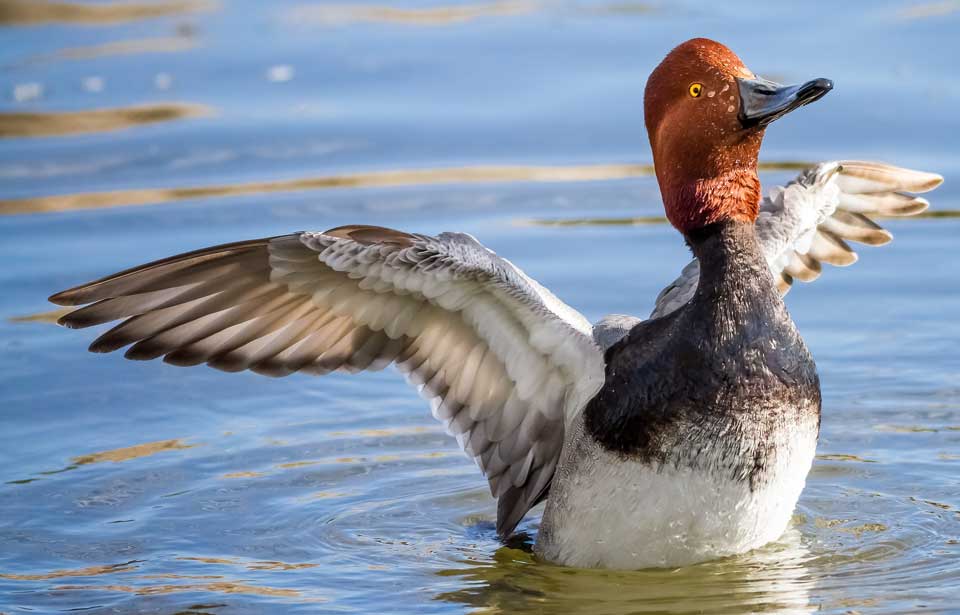 arlene davenport recommends redhead swallowing pic