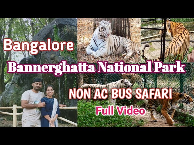 abd el rhman ashraf recommends safari tiger full videos pic