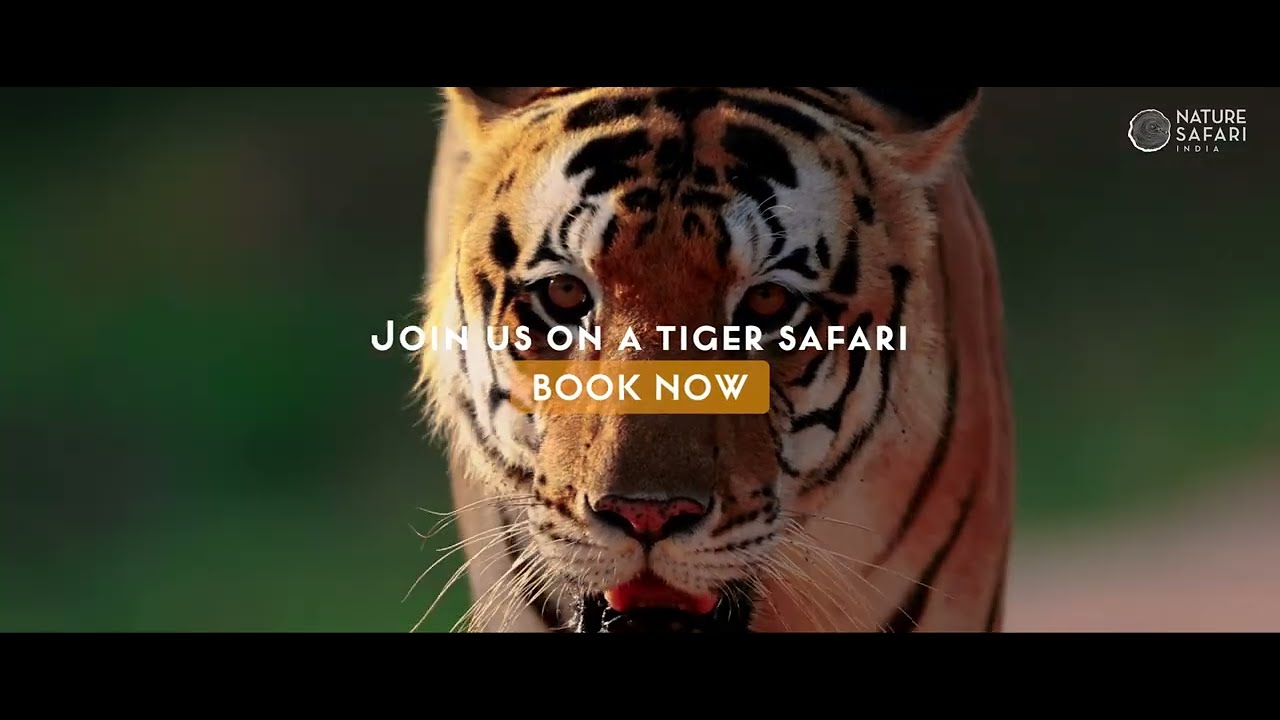 dereck chapman recommends Safari Tiger Full Videos