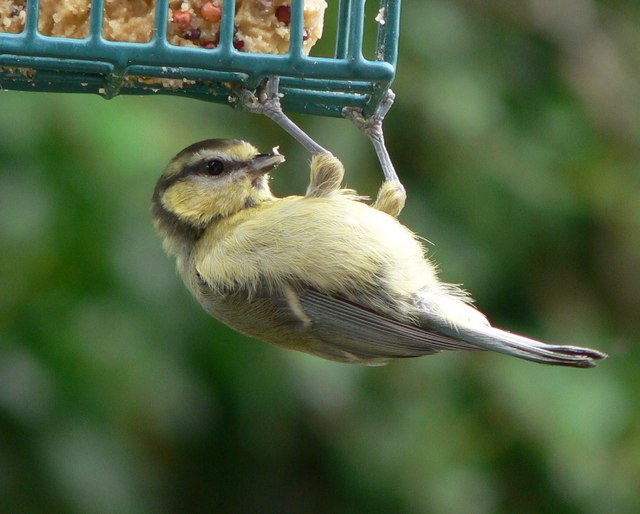 tit hanging