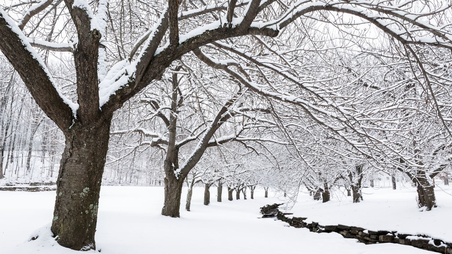 apurba barman recommends winter bell porn pic